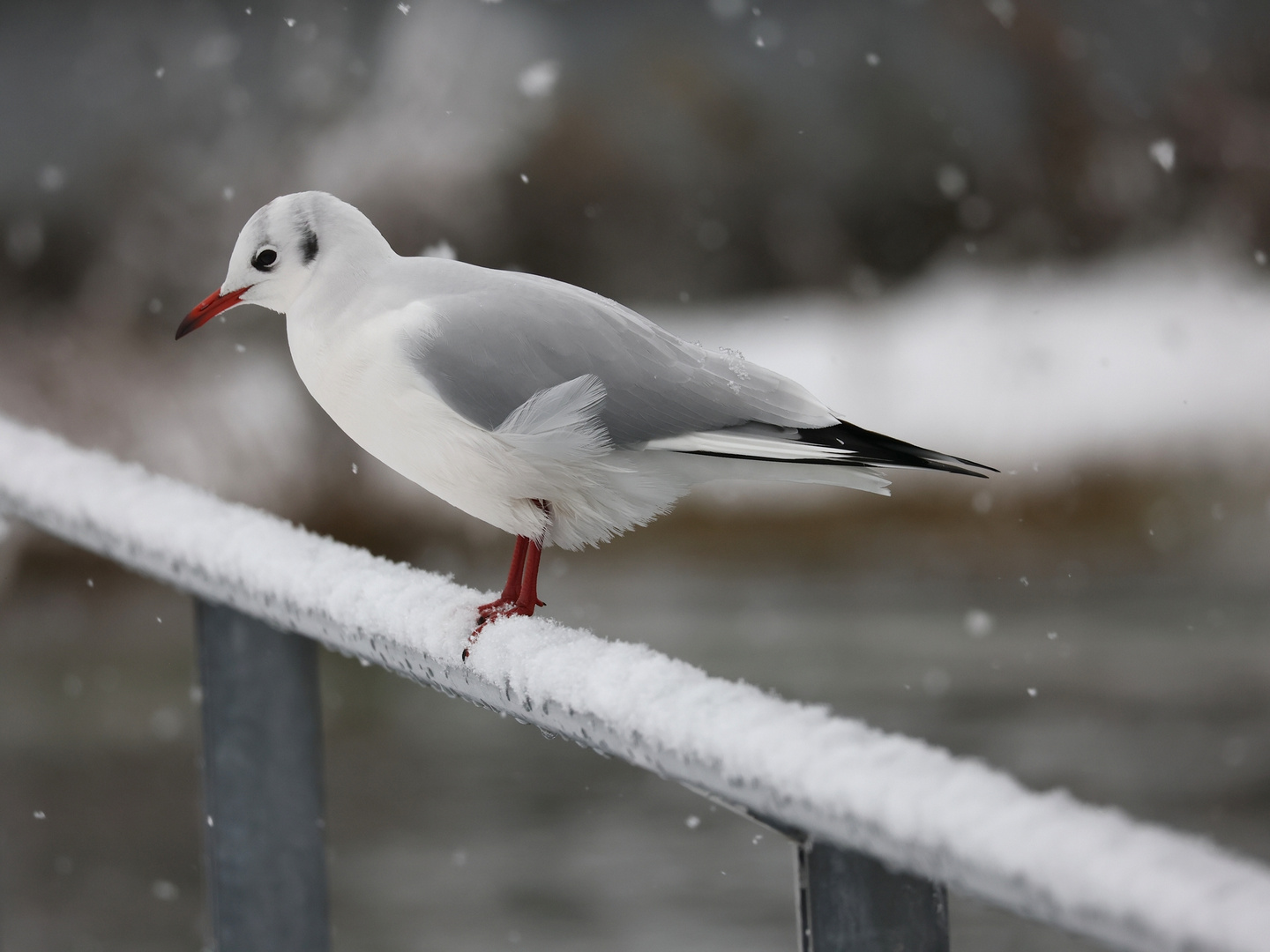 Lachmöwe mit Schnee