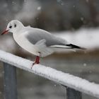 Lachmöwe mit Schnee