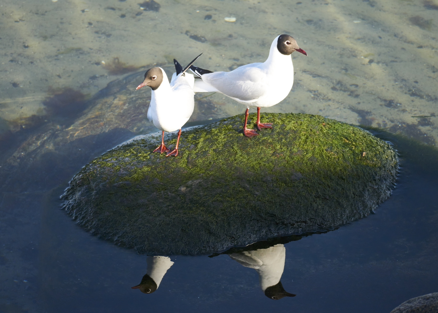 Lachmöwe mit Spiegelbild