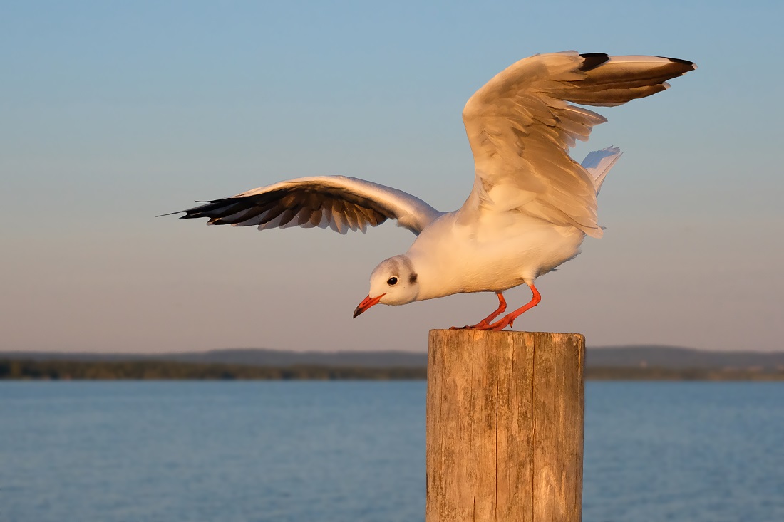 Lachmöwe, morgens am Steinhuder Meer