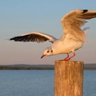 Lachmöwe, morgens am Steinhuder Meer