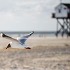 Lachmöwe patroulliert am Strand