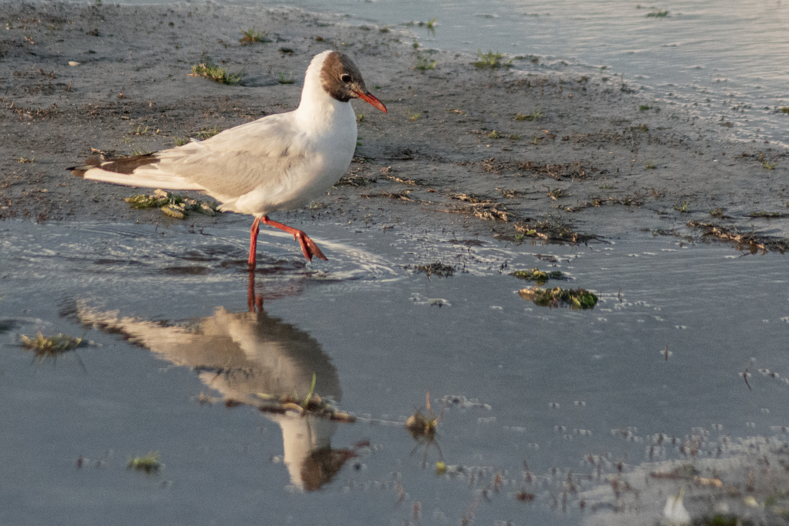 Lachmöwe spiegelt sich in Wasser