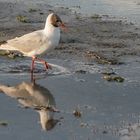 Lachmöwe spiegelt sich in Wasser