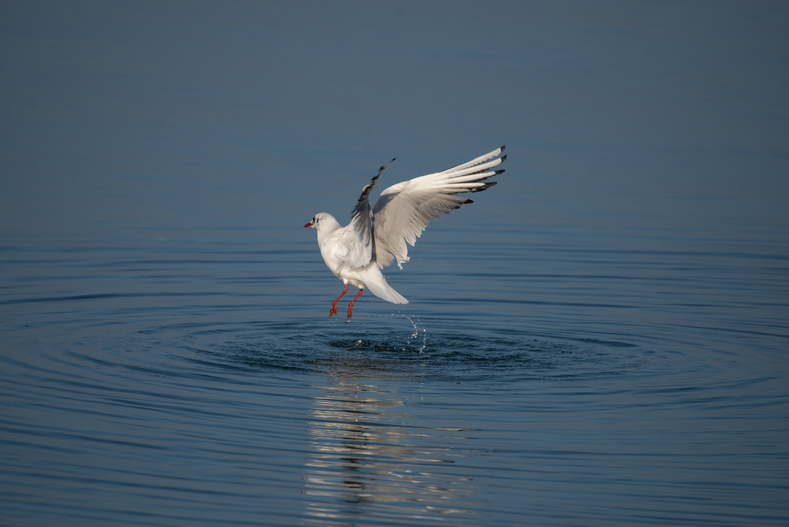 Lachmöwe steigt aus dem Wasser und hinterlässt kreisförmige Wellen