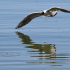 Lachmöwe über Chiemsee