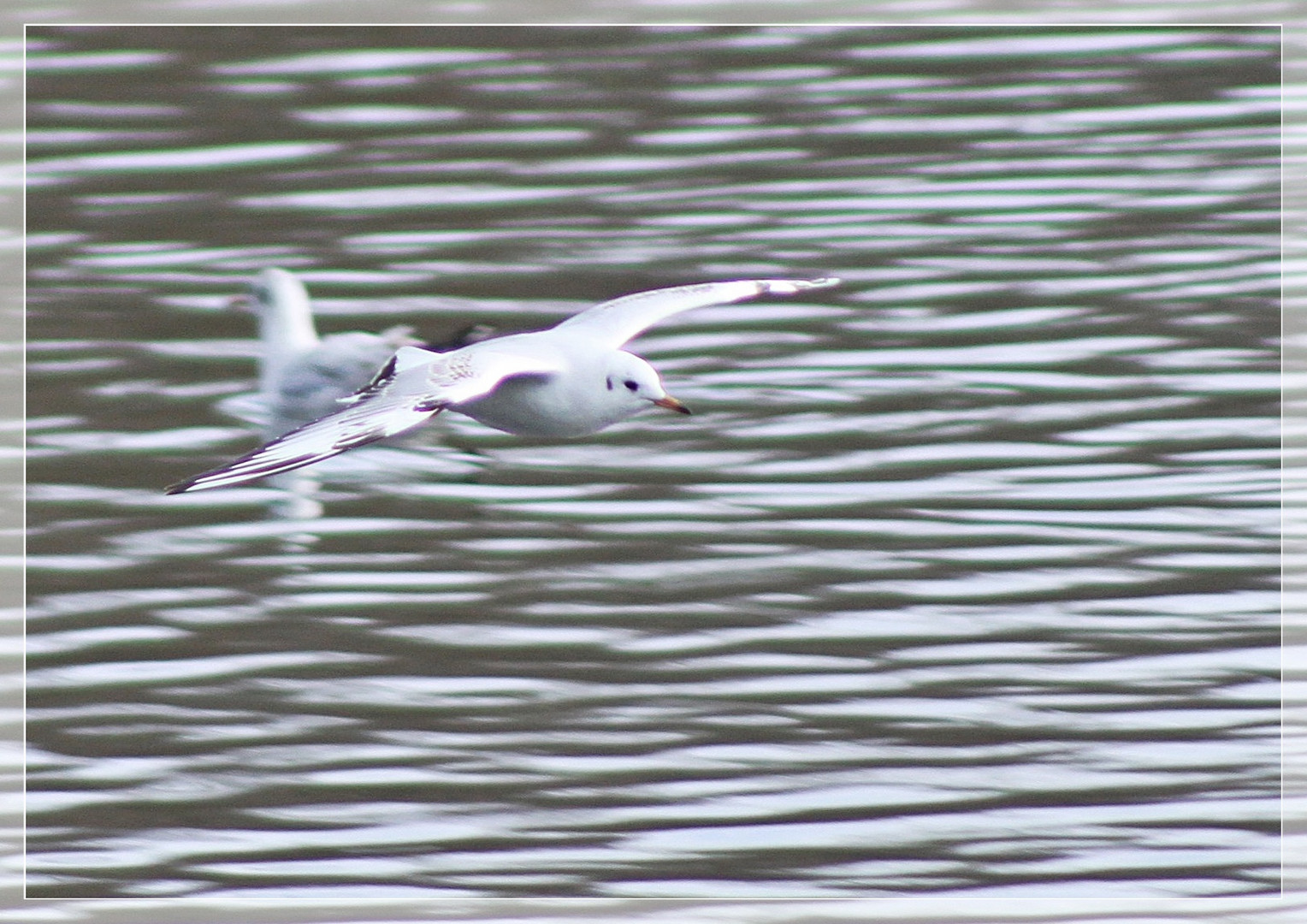 Lachmöwe über dem See