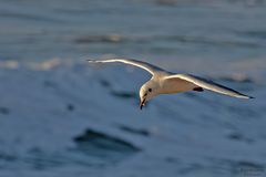 Lachmöwe über der Nordsee