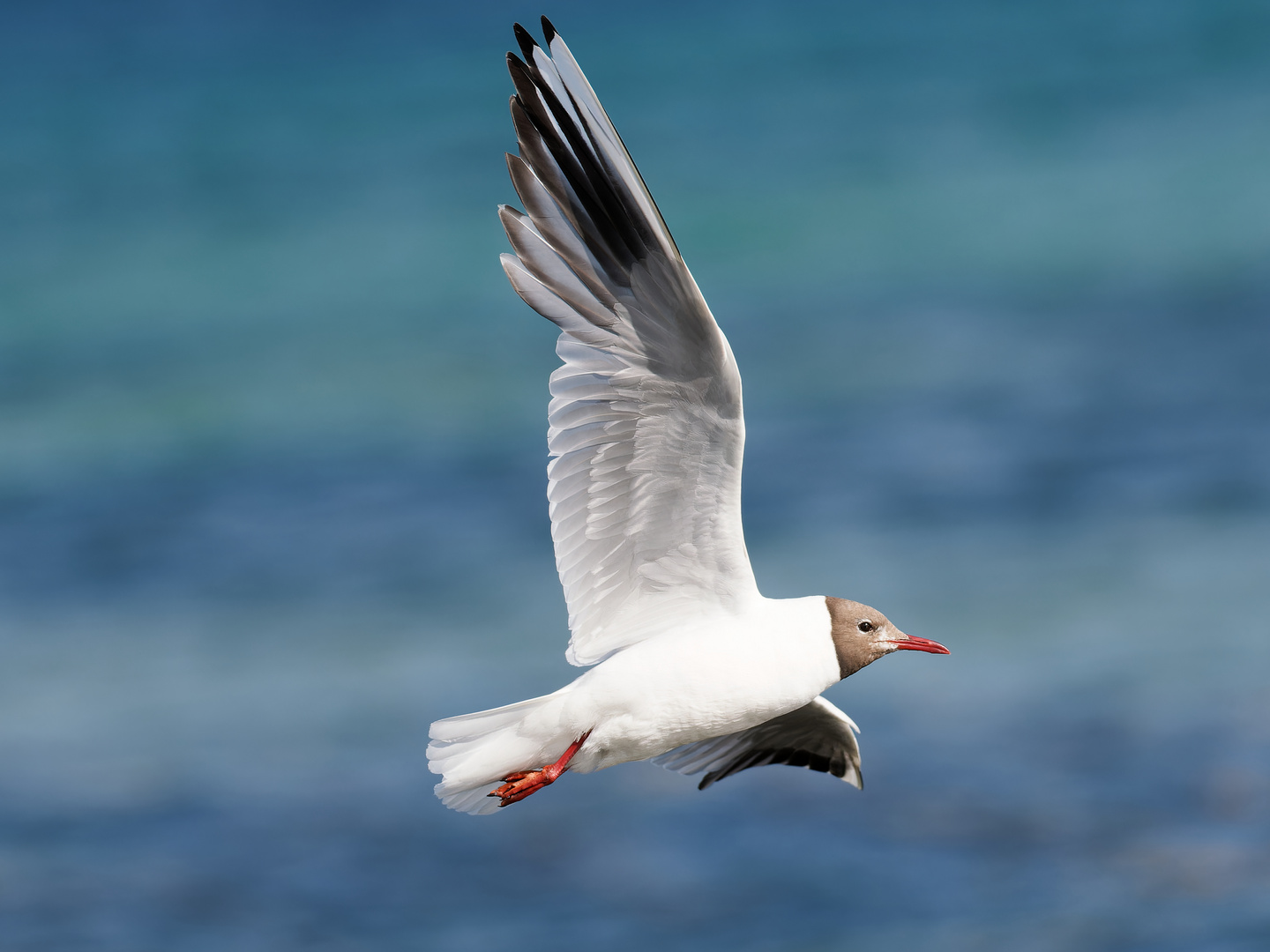 Lachmöwe über der Ostsee 