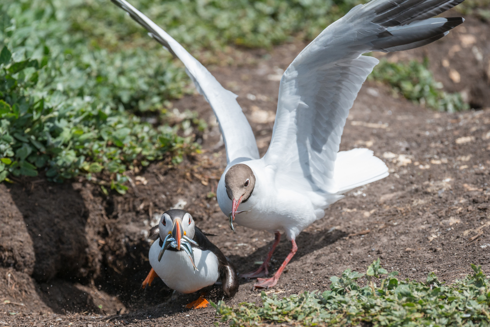 Lachmöwe und Papageitaucher, Farne-Inseln, England