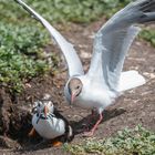 Lachmöwe und Papageitaucher, Farne-Inseln, England