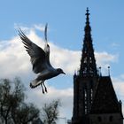 Lachmöwe vor dem Ulmer Münster