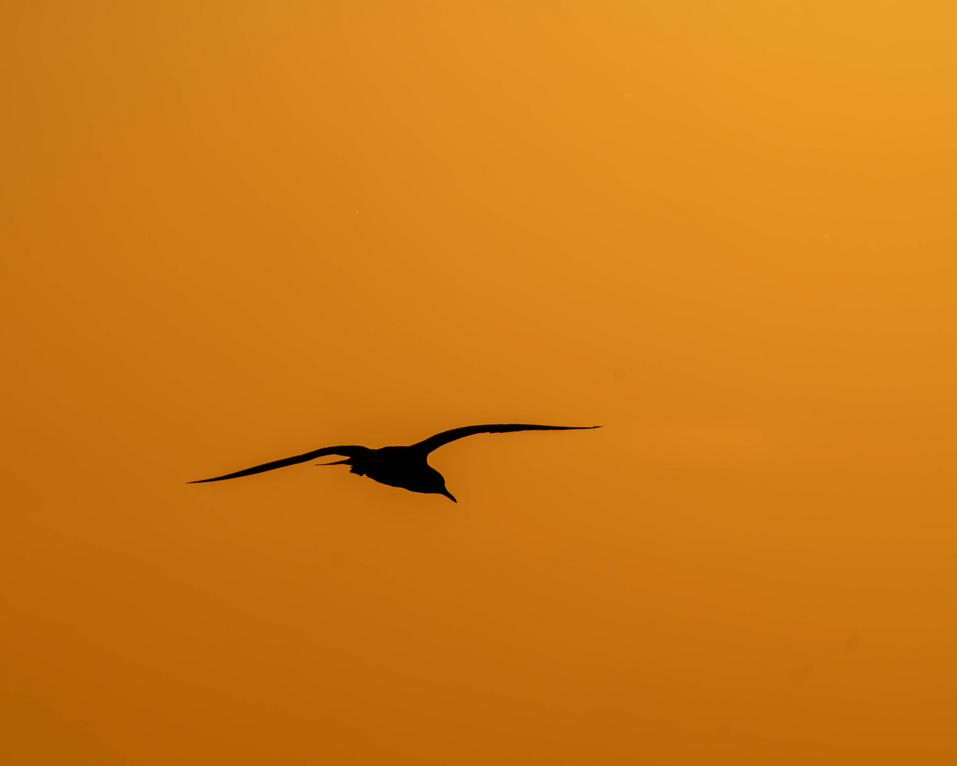 Lachmöwe vor der aufgehenden Morgensonne 