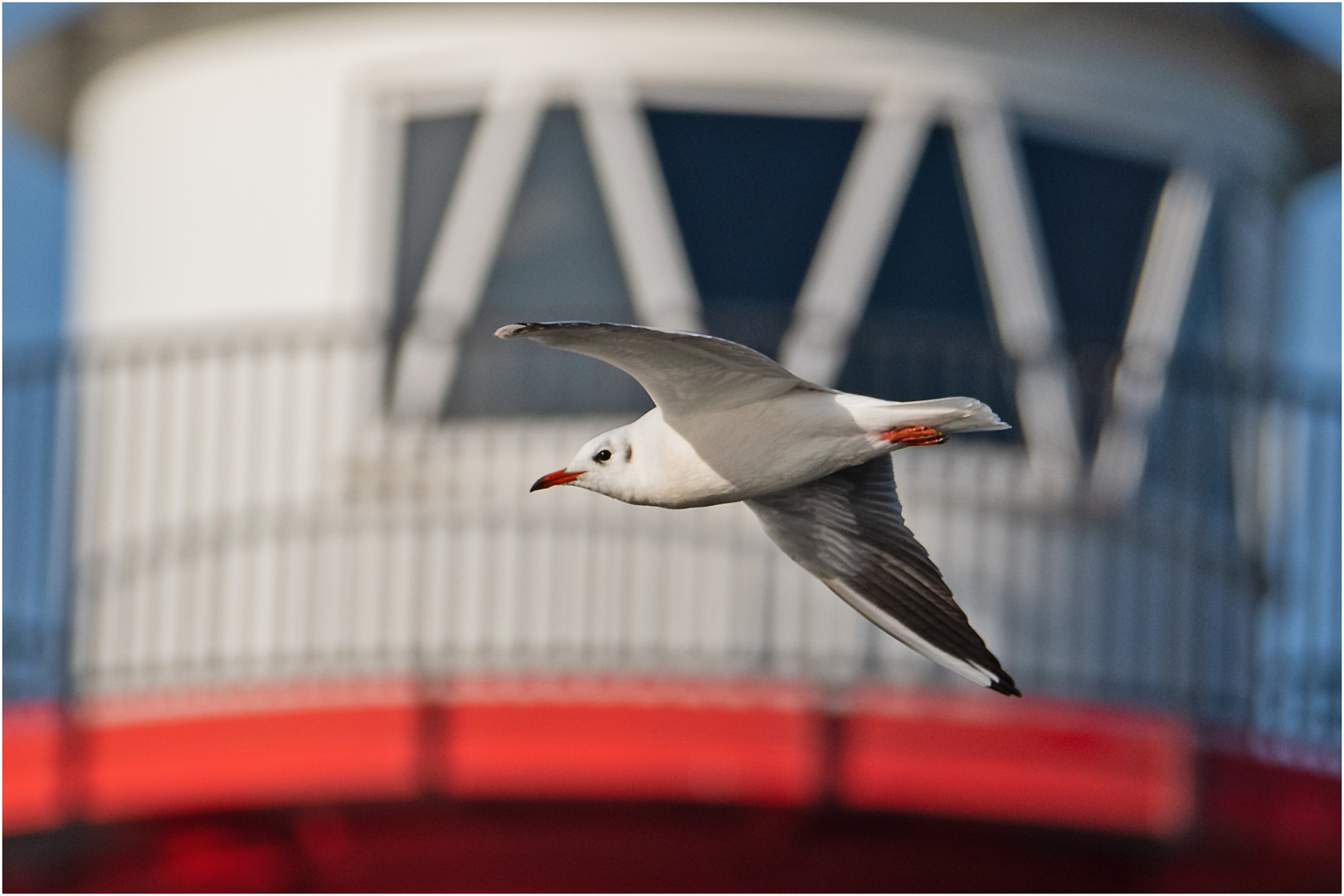 Lachmöwe vor Leuchtturm