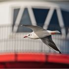 Lachmöwe vor Leuchtturm