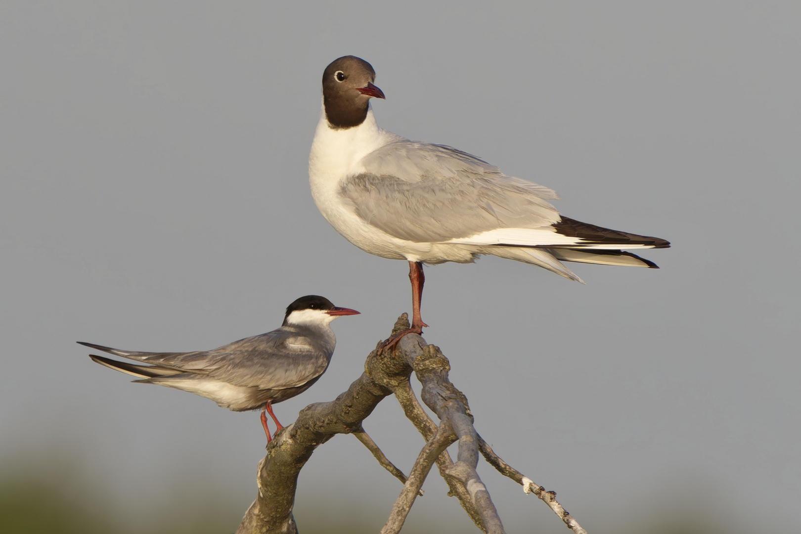 Lachmoewe & Weißbartseeschwalbe