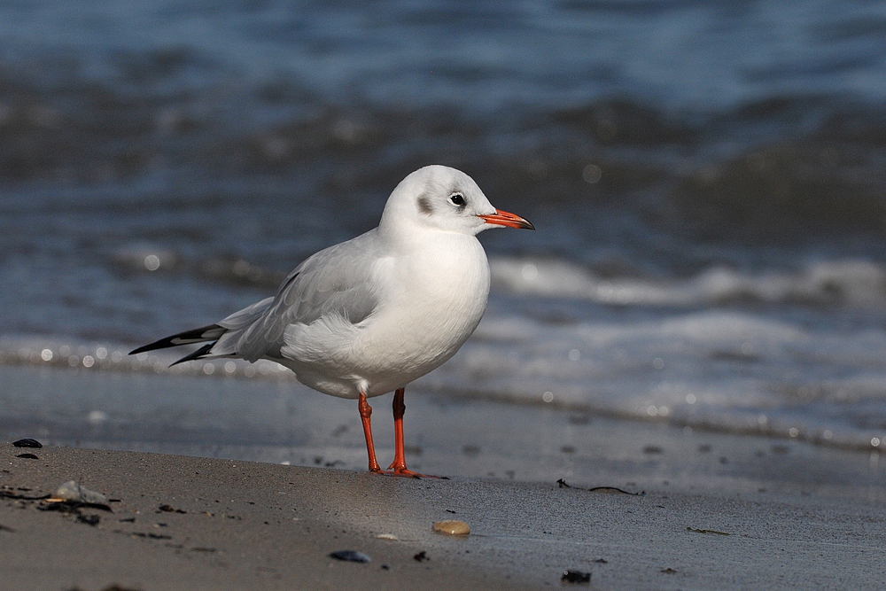 Lachmöwe: Wellengucken