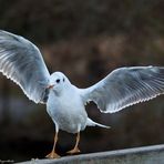 Lachmöwe-Zeig her deine Flügel (Landung)