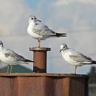 Lachmöwen (15.03.2023) hatten wir schon lange nicht mehr...