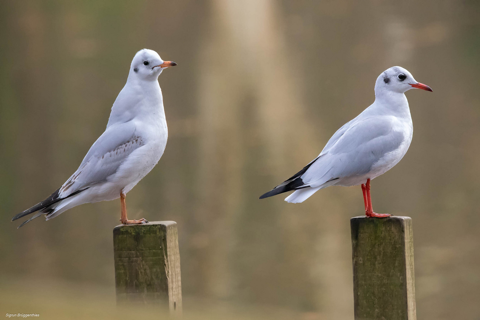 Lachmöwen 