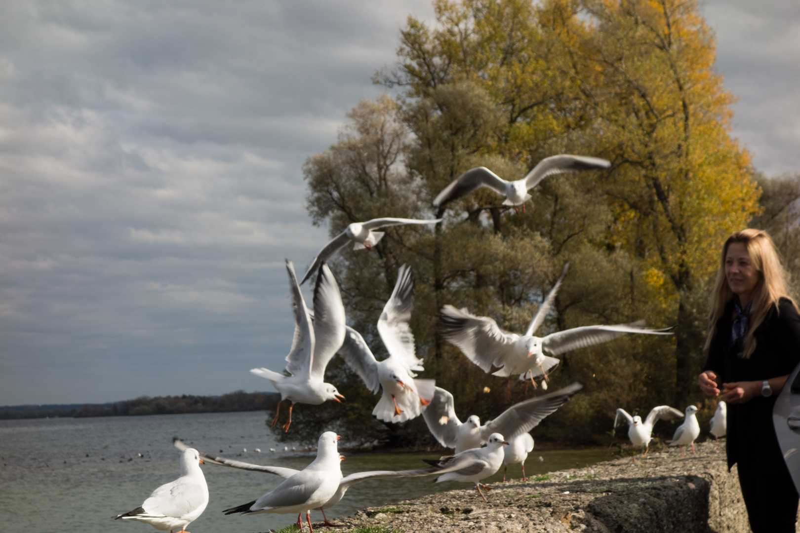 Lachmöwen am Chiemsee