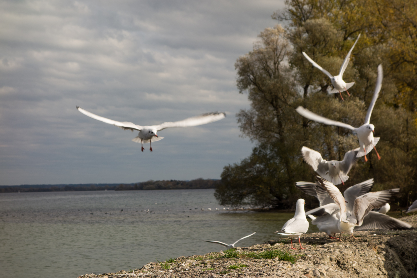 Lachmöwen am Chiemsee