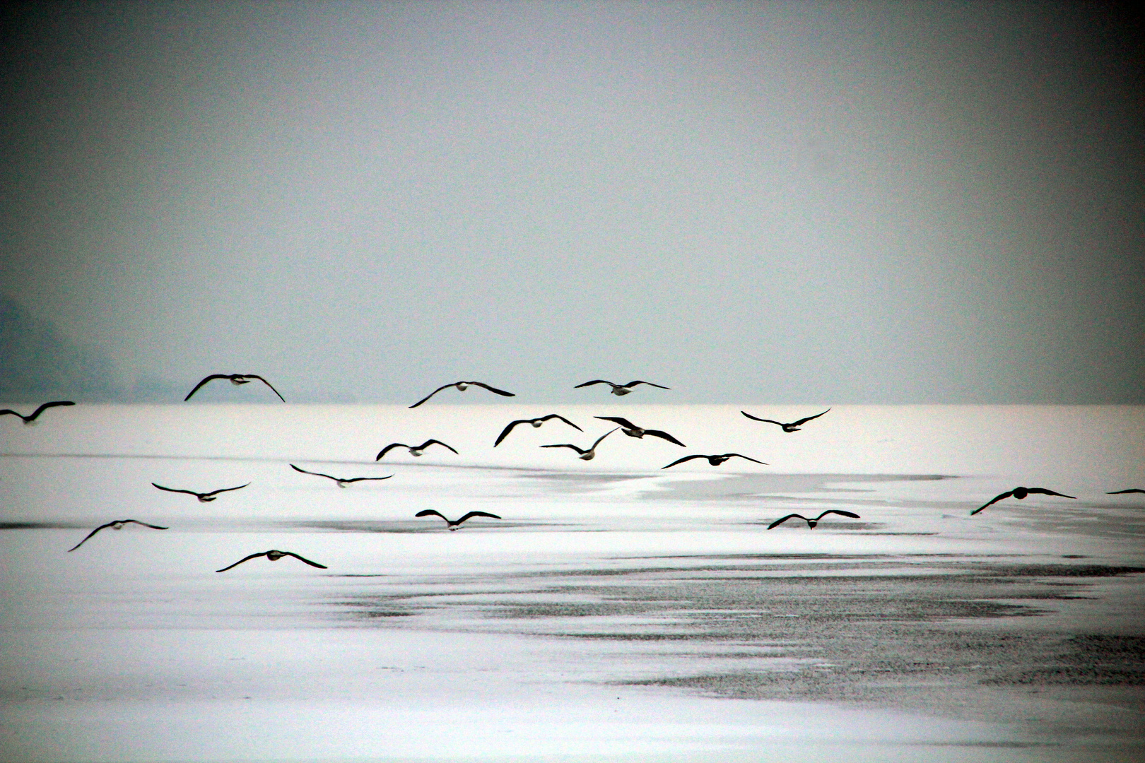 Lachmöwen am Chiemsee