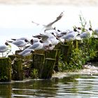 Lachmöwen am Dümmer See