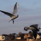 Lachmöwen am Himmel