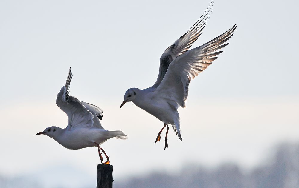 Lachmöwen am Pfäffikersee ZH