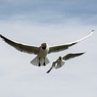 Lachmöwen am Starnberger See / black headed gull at the lake of Starnberg