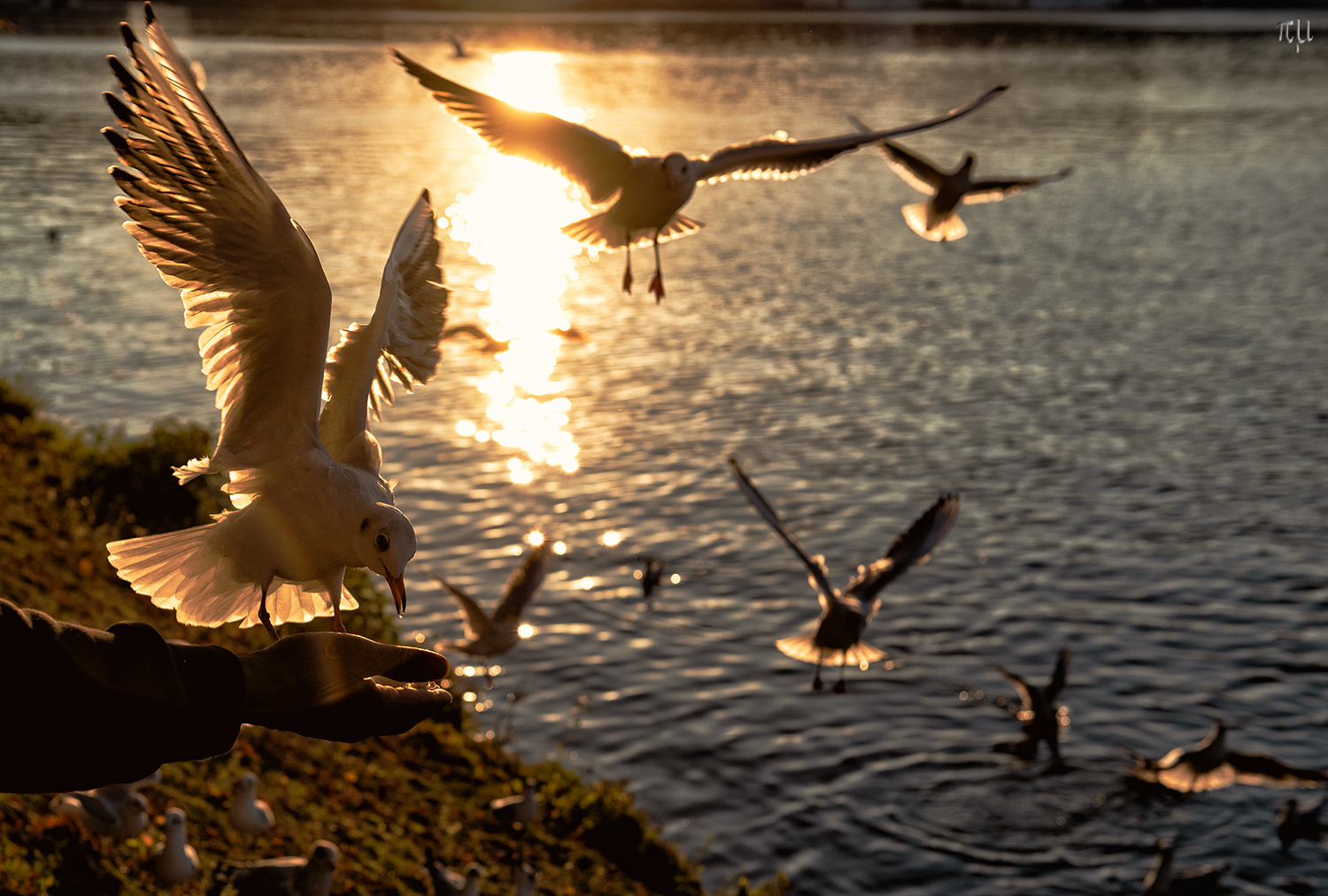 Lachmöwen an der Binnenalster 2