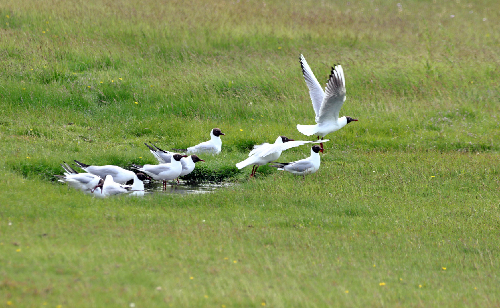 Lachmöwen auf Baltrum