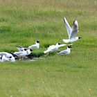 Lachmöwen auf Baltrum