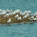 Lachmöwen auf der Insel - Larus ridibundus