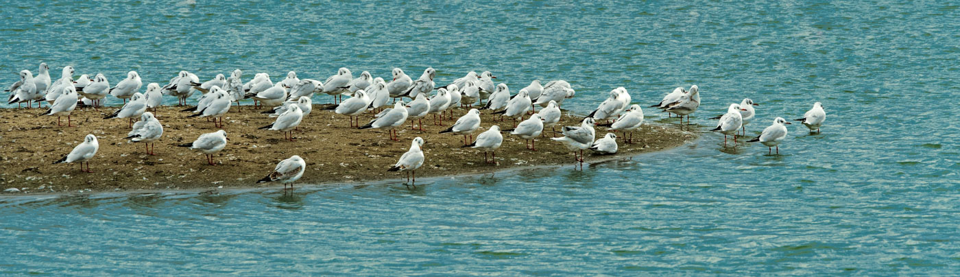 Lachmöwen auf der Insel - Larus ridibundus