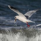 Lachmöwen auf Muschelsuche