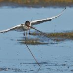 Lachmöwen - Baumaterial-Transport - Flug