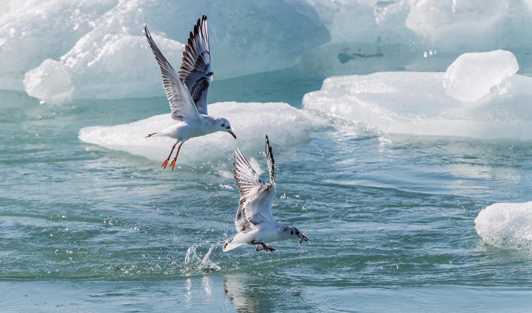 Lachmöwen beim Fischen im Eiswasser von Island