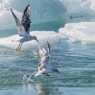 Lachmöwen beim Fischen im Eiswasser von Island