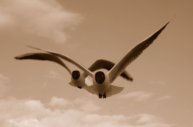 Lachmöwen / black-headed gull / Larus ridibundus