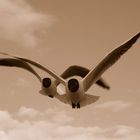 Lachmöwen / black-headed gull / Larus ridibundus