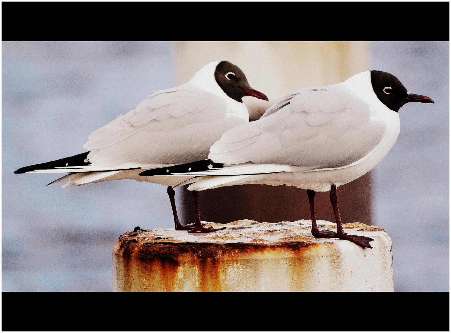 Lachmöwen, black-headed gulls