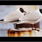 Lachmöwen, black-headed gulls