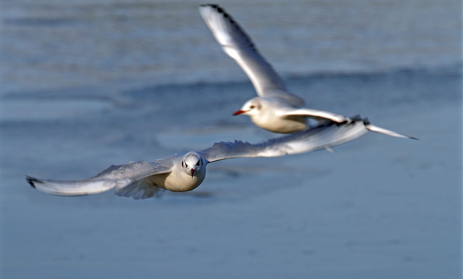 Lachmöwen im Anflug