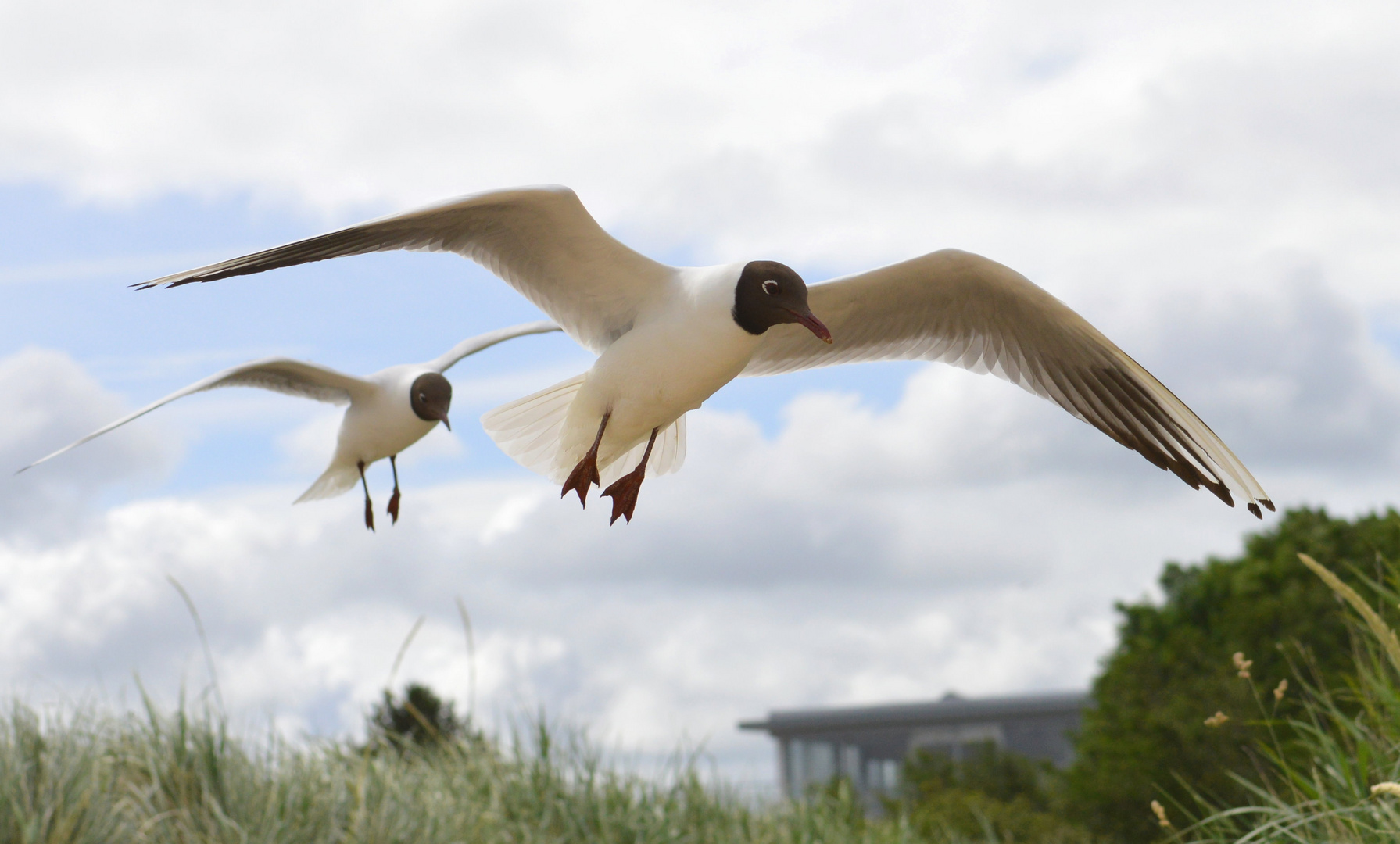 Lachmöwen im Anflug