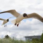 Lachmöwen im Anflug