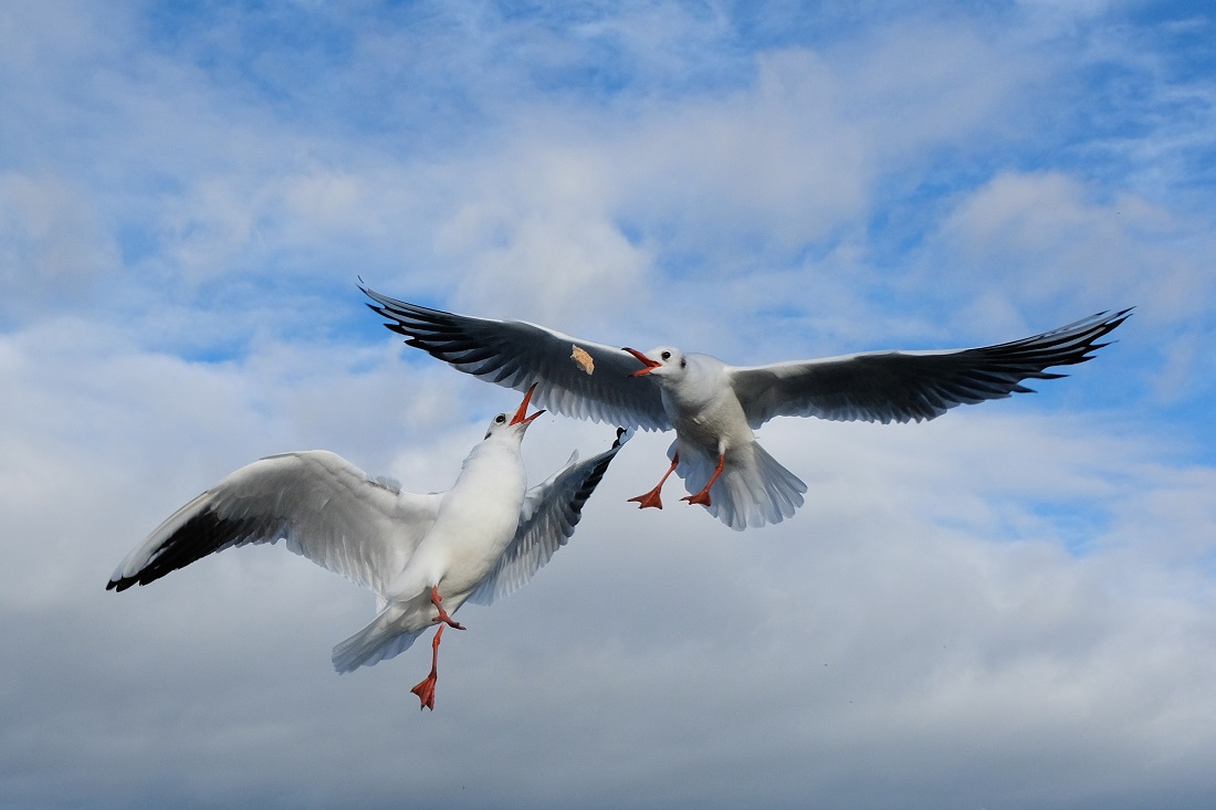 Lachmöwen im Flug