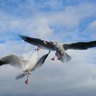 Lachmöwen im Flug