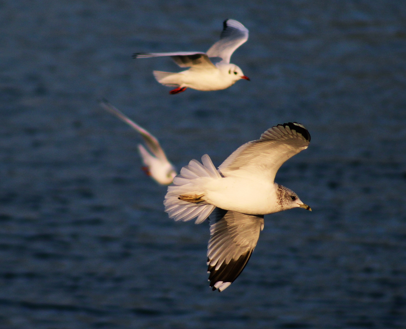 Lachmöwen im Flug